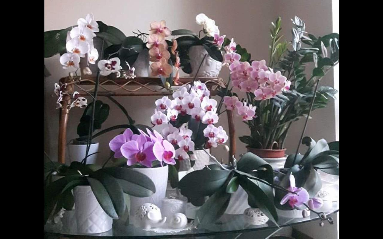 B&B Amy&Julie Badia Polesine Εξωτερικό φωτογραφία
